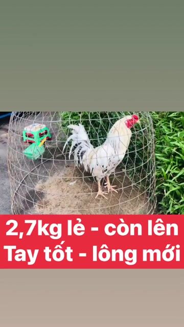 Mới vô chế độ -Anh em có chơi liên hệ mình. Mua bán Gà tại Thành phố Rạch Giá Kiên Giang được đăng bởi Đức Bảo Trần hình 1