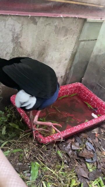 Giao lưu trích thuần múa xoè vuốt ve thoải mái. Mua bán Chim tại Quận Bình Thuỷ Cần Thơ được đăng bởi Âm thanh xưa Cần Thơ hình 1