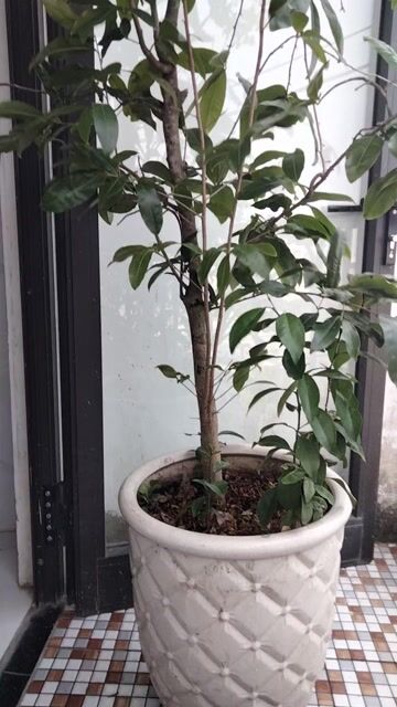 Cây cảnh Mai Vàng 1,7 mét. Mua bán Cây cảnh, đồ trang trí tại Quận Liên Chiểu Đà Nẵng được đăng bởi điện lạnh 22 đà sơn hình 1