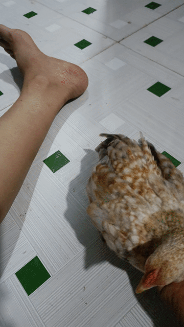 Gà Trà Ôn, Vĩnh Long 3 tháng. Mua bán Gà tại Huyện Trà Ôn Vĩnh Long được đăng bởi Điền  hình 1