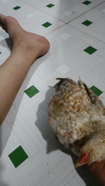 Gà Trà Ôn, Vĩnh Long 3 tháng. Mua bán Gà tại Huyện Trà Ôn Vĩnh Long được đăng bởi Điền  hình 1