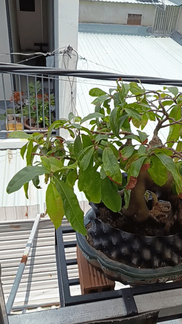 Mai Zin Bonsai hình thú 4 chân. Mua bán Cây cảnh, đồ trang trí tại Huyện Hóc Môn Tp Hồ Chí Minh được đăng bởi Lê Phong hình 1