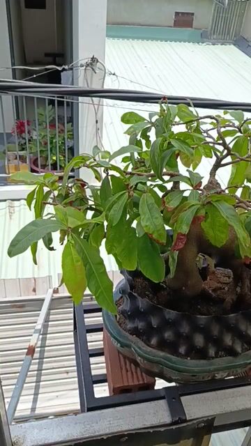 Mai Zin Bonsai hình thú 4 chân. Mua bán Cây cảnh, đồ trang trí tại Huyện Hóc Môn Tp Hồ Chí Minh được đăng bởi Lê Phong hình 1