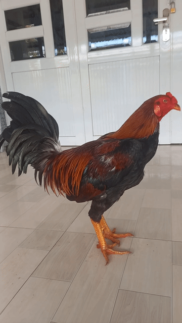asil mỹ f1. 3k4k tay khủng.. không máu Việt . Mua bán Gà tại Quận Ô Môn Cần Thơ được đăng bởi Trại gà đá sai phan hình 1