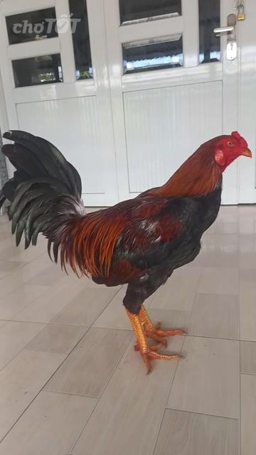 asil mỹ f1. 3k4k tay khủng.. không máu Việt . Mua bán Gà tại Quận Ô Môn Cần Thơ được đăng bởi Trại gà đá sai phan hình 1