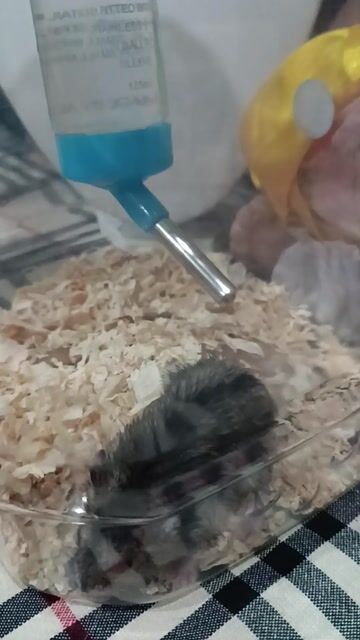 Chuột Hamster đực. Mua bán Thú cưng khác tại Quận Gò Vấp Tp Hồ Chí Minh được đăng bởi Yuri hình 1