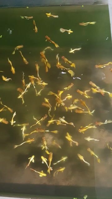 Cá 7 màu Full Gold. Mua bán Thú cưng khác tại Quận 12 Tp Hồ Chí Minh được đăng bởi Thuy hình 1