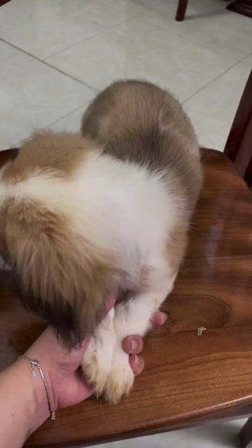 Chó Nhật xù lai đực 3.5 tháng. Mua bán Chó tại Huyện Đan Phượng Hà Nội được đăng bởi Anh Nguyễn hình 1