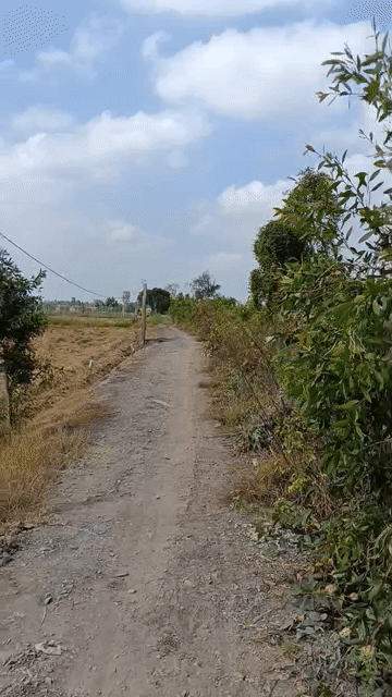 Mua bán Đất Huyện Thạnh Hóa Long An diện tích 1600 m² giá 1,3 tỷ