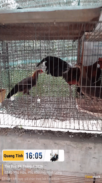 Gà giống sinh sản màu Nâu Đen Đỏ. Mua bán Gà tại Thành phố Bến Tre Bến Tre được đăng bởi Mr Tính hình 1