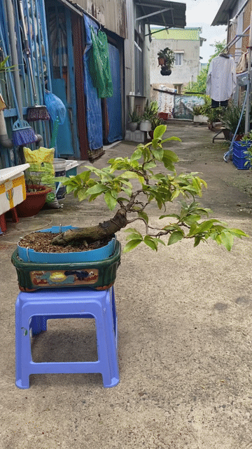 Mai vàng Bonsai để bàn. Mua bán Cây cảnh, đồ trang trí tại Quận Bình Thạnh Tp Hồ Chí Minh được đăng bởi Vũ Thành hình 1