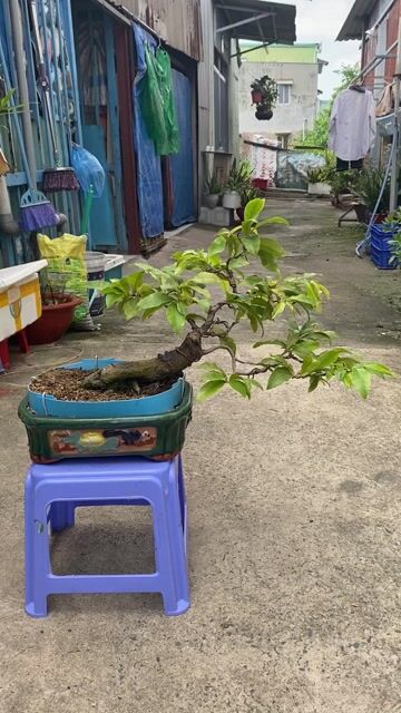 Mai vàng Bonsai để bàn. Mua bán Cây cảnh, đồ trang trí tại Quận Bình Thạnh Tp Hồ Chí Minh được đăng bởi Vũ Thành hình 1
