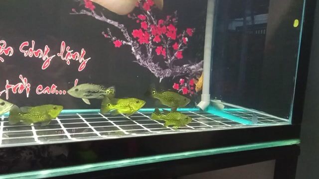 Cá cảnh Hoàng Bảo Yến Kell Xanh vàng. Mua bán Thú cưng khác tại Quận Gò Vấp Tp Hồ Chí Minh được đăng bởi cá cảnh thanh lý hình 1
