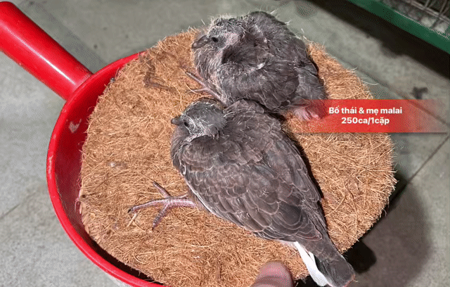 Chim cu gáy cườm non(bố thái & mẹ malai). Mua bán Chim tại Quận 10 Tp Hồ Chí Minh được đăng bởi Cu Gáy Thái  hình 1