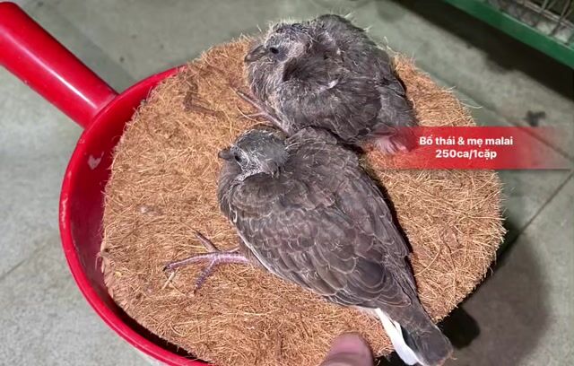 Chim cu gáy cườm non(bố thái & mẹ malai). Mua bán Chim tại Quận 10 Tp Hồ Chí Minh được đăng bởi Cu Gáy Thái  hình 1