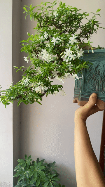 MAI CHIẾU THUỶ SIÊNG HOA. Mua bán Cây cảnh, đồ trang trí tại Quận Thanh Khê Đà Nẵng được đăng bởi TRUNG NGHĨA hình 1