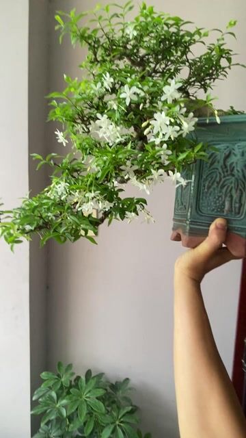 MAI CHIẾU THUỶ SIÊNG HOA. Mua bán Cây cảnh, đồ trang trí tại Quận Thanh Khê Đà Nẵng được đăng bởi TRUNG NGHĨA hình 1