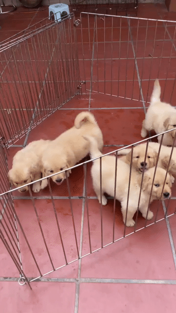 Chó Golden Retriever 2 tháng tuổi. Mua bán Chó tại Quận Hà Đông Hà Nội được đăng bởi Trang hình 1