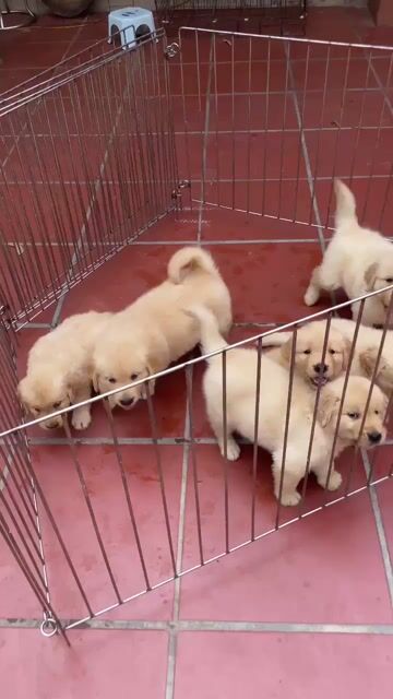 Chó Golden Retriever 2 tháng tuổi. Mua bán Chó tại Quận Hà Đông Hà Nội được đăng bởi Trang hình 1