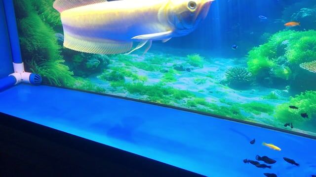 Cá Ngân long Albino hơn 40cm. Mua bán Thú cưng khác tại Quận Liên Chiểu Đà Nẵng được đăng bởi Nguyễn Trọng Phong hình 1