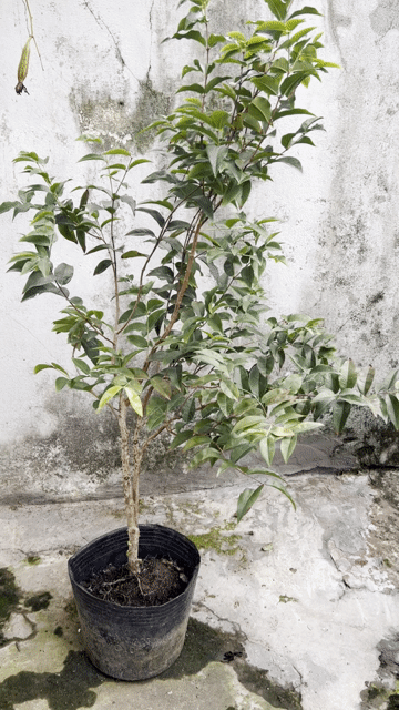 Cây nho thân gỗ đang ra bông. Mua bán Cây cảnh, đồ trang trí tại Quận Cái Răng Cần Thơ được đăng bởi Cây Cảnh Giá Rẻ hình 1