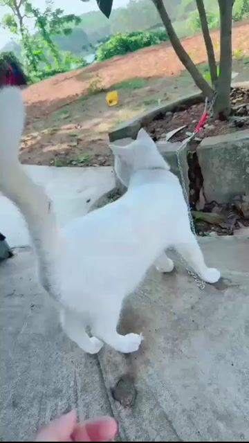 Mèo Mỹ