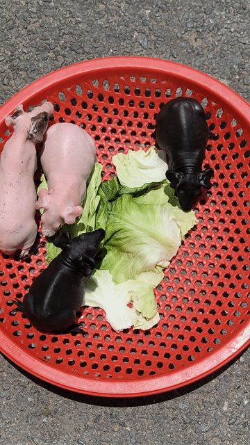 chuột lang không lông ( hà mã Mini). Mua bán Thú cưng khác tại Quận 7 Tp Hồ Chí Minh được đăng bởi BỌ Ú SG Q7 hình 1
