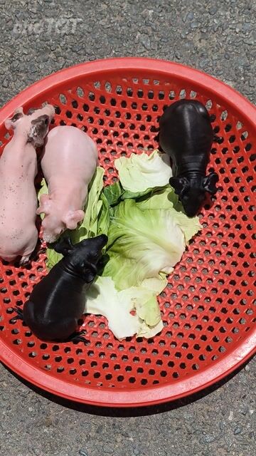 chuột lang không lông ( hà mã Mini). Mua bán Thú cưng khác tại Quận 7 Tp Hồ Chí Minh được đăng bởi BỌ Ú SG Q7 hình 1