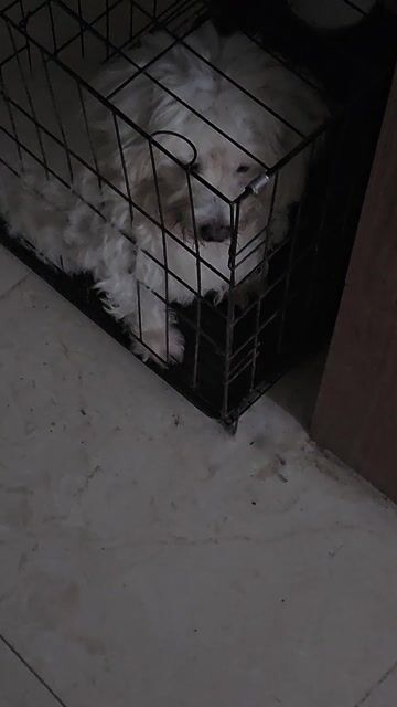 Chó Poodle lai Trắng 3 tuổi. Mua bán Chó tại Thành phố Phủ Lý Hà Nam được đăng bởi Nguyễn Hiếu hình 1