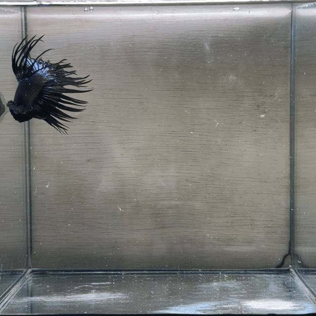 Betta plakat Gt : trống  Size : 3-3.5cm Tuổi : 1.5. Mua bán Thú cưng khác tại Quận 3 Tp Hồ Chí Minh được đăng bởi Long hình 1
