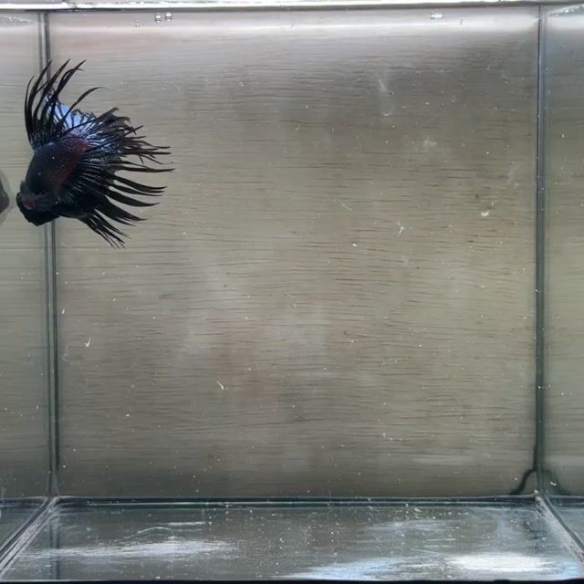 Betta plakat Gt : trống  Size : 3-3.5cm Tuổi : 1.5. Mua bán Thú cưng khác tại Quận 3 Tp Hồ Chí Minh được đăng bởi Long hình 1