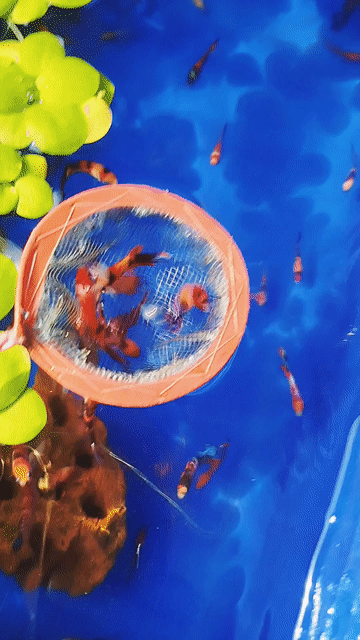 Cá Betta Koi nhiều màu khỏe mạnh. Mua bán Thú cưng khác tại Quận 12 Tp Hồ Chí Minh được đăng bởi Phương Barber  hình 1