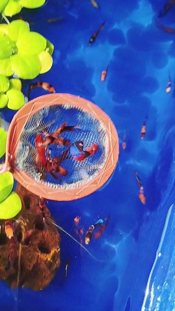 Cá Betta Koi nhiều màu khỏe mạnh. Mua bán Thú cưng khác tại Quận 12 Tp Hồ Chí Minh được đăng bởi Phương Barber  hình 1