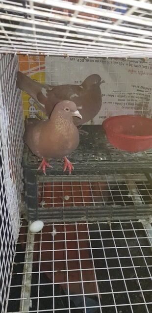 Một Cặp bồ câu gà. Mua bán Chim tại Huyện Bình Chánh Tp Hồ Chí Minh được đăng bởi Bình hình 1