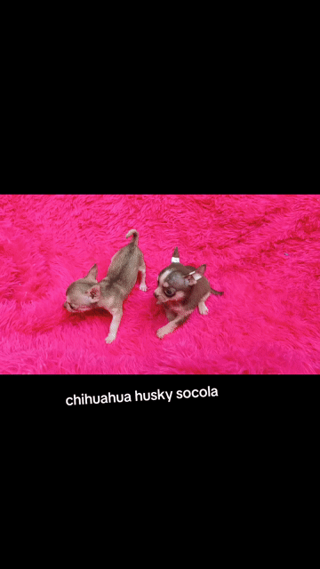 Chihuahua cái socola husky. Mua bán Chó tại Quận 8 Tp Hồ Chí Minh được đăng bởi Chihuahua nhà ZoZo hình 1
