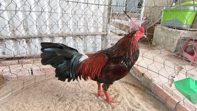 Gà Vàng bông 2.85kg. Mua bán Gà tại Huyện Giồng Trôm Bến Tre được đăng bởi KhánhLinh71  hình 1