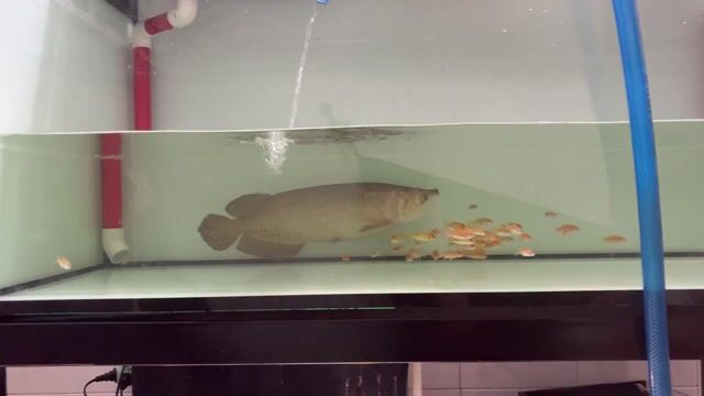Cá cảnh Kim Long Úc 45cm lỗi môi tí. Mua bán Thú cưng khác tại Quận 12 Tp Hồ Chí Minh được đăng bởi Thiên Ân hình 1