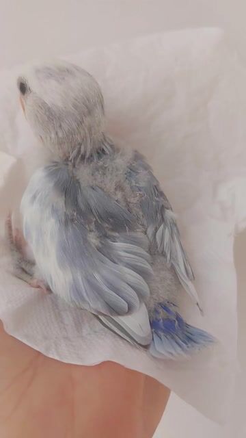 Vẹt Lovebird Pied dạn người. Mua bán Chim tại Quận 12 Tp Hồ Chí Minh được đăng bởi Nguyễn Thị Diễm Hương hình 1