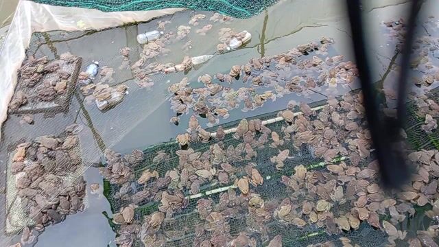 Ếch 4-6 con/kg Đồng Tháp. Mua bán Thú cưng khác tại Huyện Cao Lãnh Đồng Tháp được đăng bởi đây vui hình 1