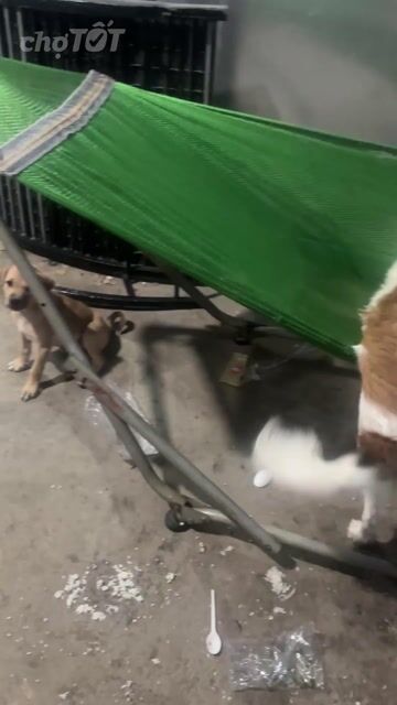 Chó Poodle Trắng Nâu Đực Cái Đã Tiêm. Mua bán Chó tại Thị xã Bến Cát Bình Dương được đăng bởi Ôn Thi Quỳnh như hình 1