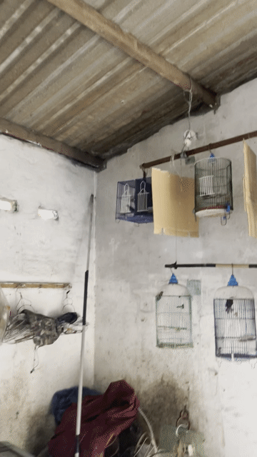 Chim sâu đầu đỏ trống. Mua bán Chim tại Huyện Bình Chánh Tp Hồ Chí Minh được đăng bởi Pé  Toàn hình 1