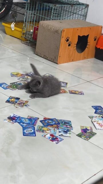 Mèo Anh lông ngắn cái 2 tháng. Mua bán Mèo tại Thành phố Thủ Đức Tp Hồ Chí Minh được đăng bởi Nguyen hình 1