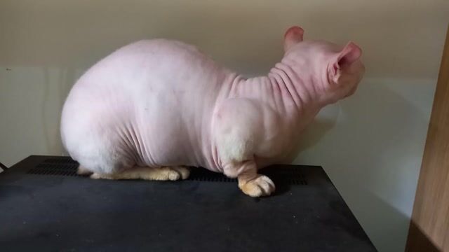 Mèo không lông chân lùn đực mắt xanh. Mua bán Mèo tại Quận Hoàng Mai Hà Nội được đăng bởi Ngọc Hoàng hình 1