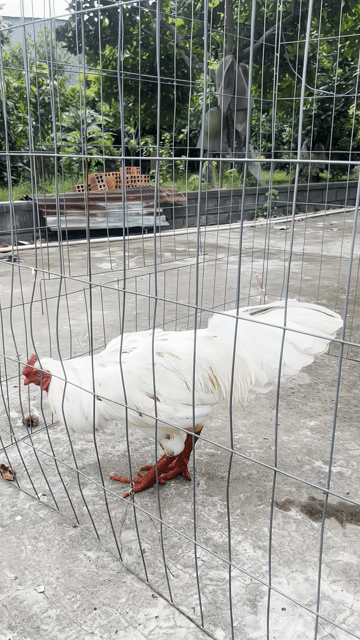 Gà chọi Trắng đực. Mua bán Gà tại Thành phố Vĩnh Long Vĩnh Long được đăng bởi Nguyễn Thông Gà Đá hình 1