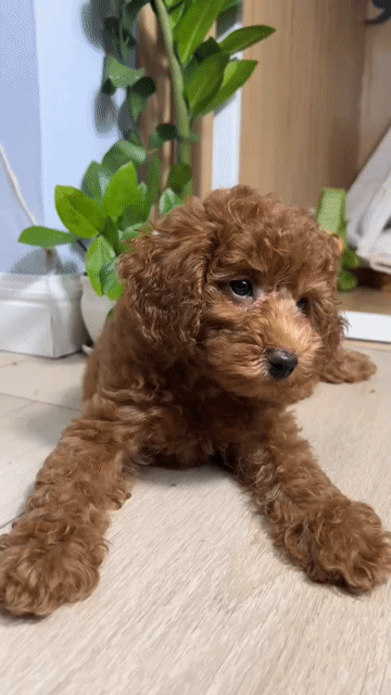 Chó Poodle đực 3 tháng đã tiêm. Mua bán Chó tại Quận Bình Thạnh Tp Hồ Chí Minh được đăng bởi Nguyễn hình 1