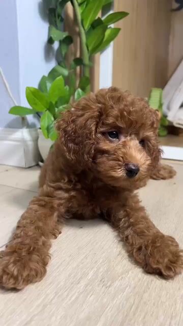 Chó Poodle đực 3 tháng đã tiêm. Mua bán Chó tại Quận Bình Thạnh Tp Hồ Chí Minh được đăng bởi Nguyễn hình 1