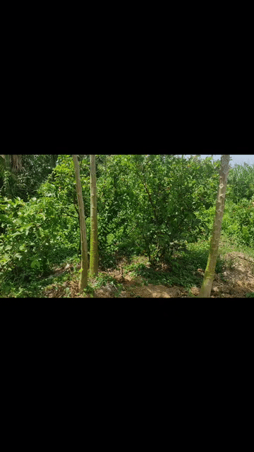Mua bán Nhà ở Huyện Lai Vung Đồng Tháp diện tích 600 m² giá 1,4 tỷ