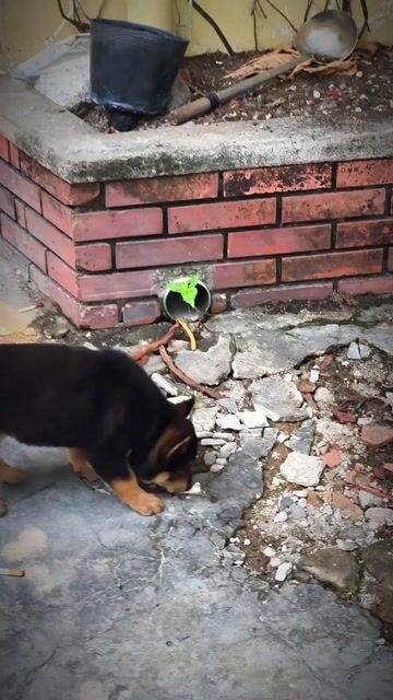 Chó Mông Cộc Đen Tứ Mục 4 Mắt Lưỡi Đốm Chuẩn Giống
