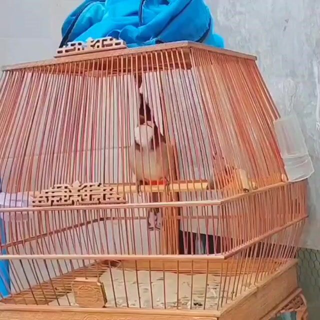 3-4 mùa chưa đạt lửa cf ok. Mua bán Chim tại Quận Tân Phú Tp Hồ Chí Minh được đăng bởi Nam Phong hình 1