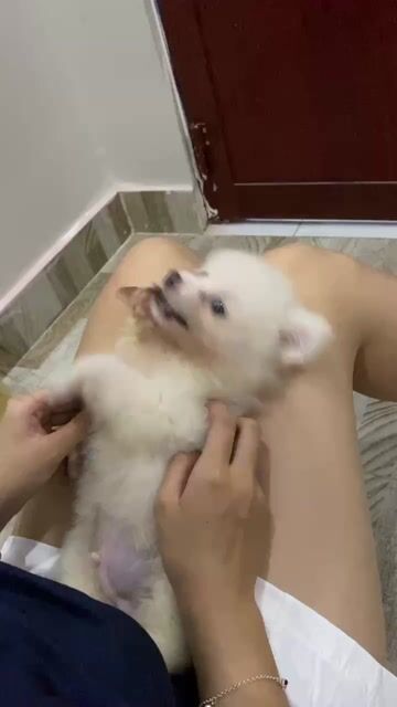 Chó Phốc Sóc 5 tháng màu Trắng. Mua bán Chó tại Huyện Nhà Bè Tp Hồ Chí Minh được đăng bởi Hai Uyen hình 1